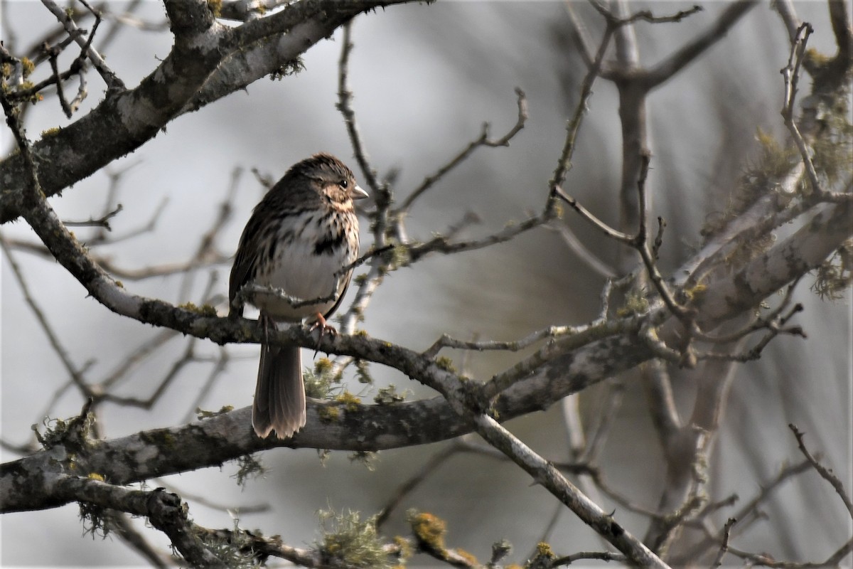 Song Sparrow - ML302495231