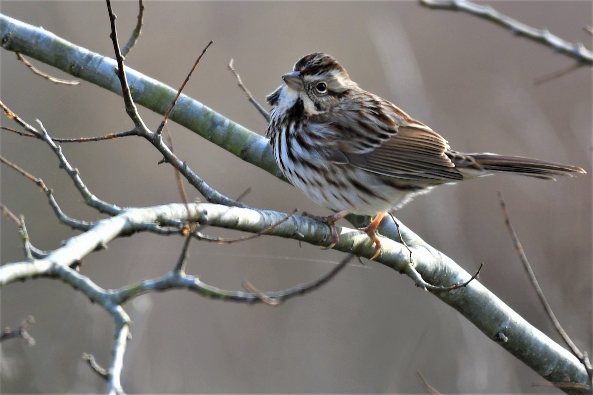 Song Sparrow - ML302495241