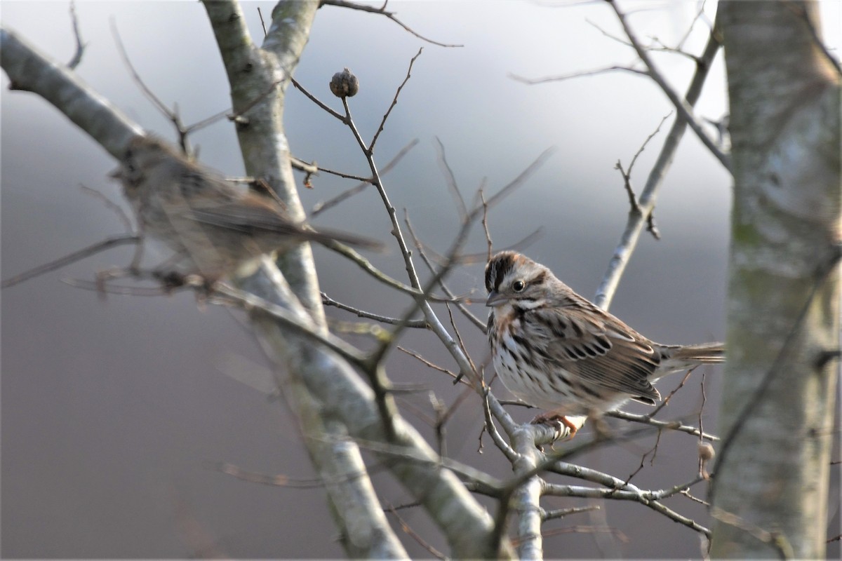 Song Sparrow - ML302495281