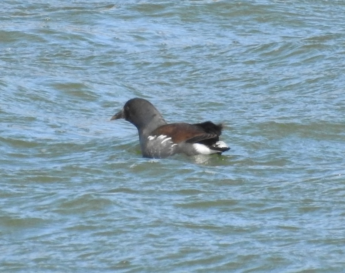 Gallinule d'Amérique - ML302496331