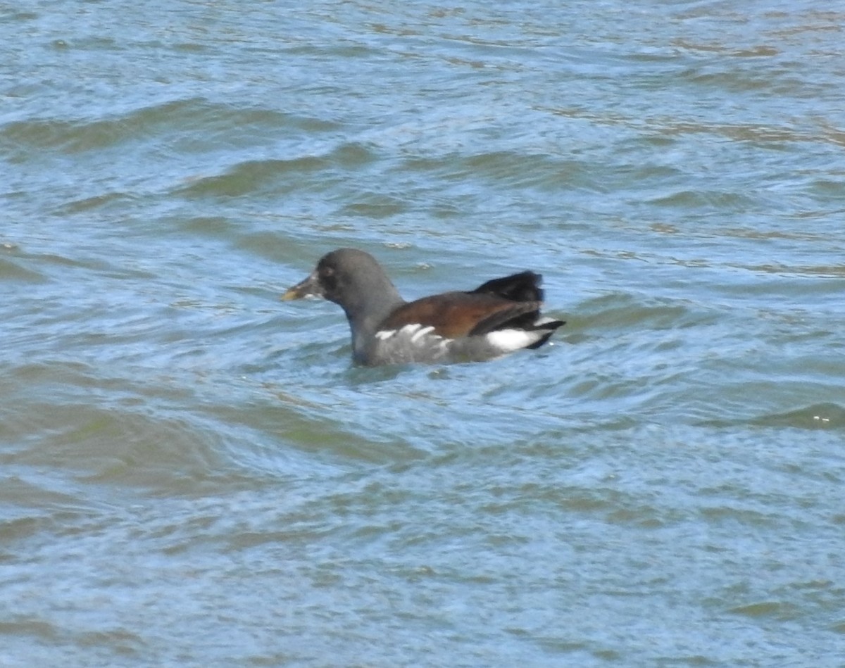 Common Gallinule - Fred Shaffer