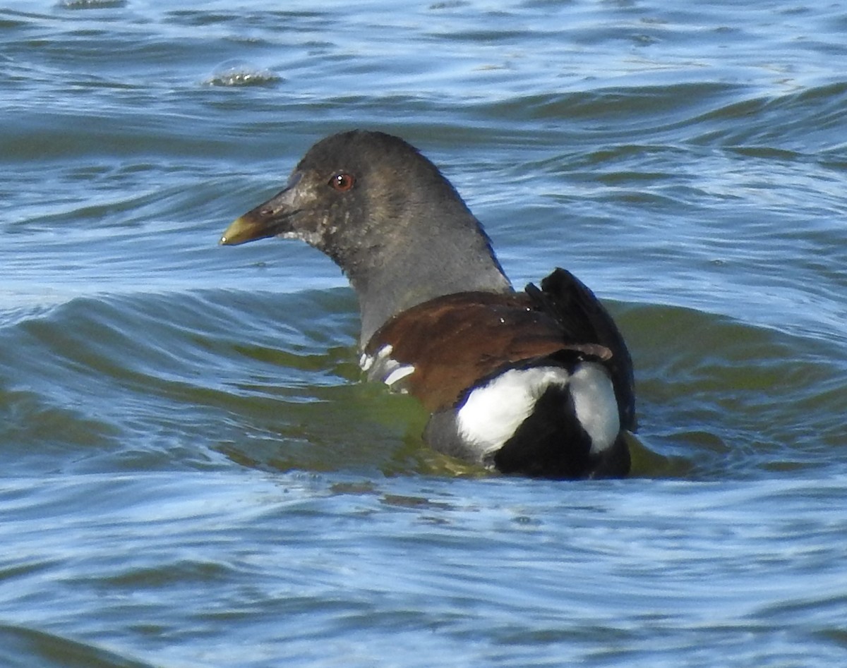 Common Gallinule - Fred Shaffer