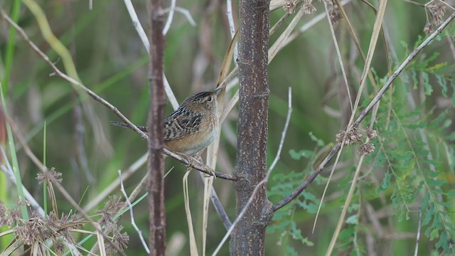 Kındıra Çıtkuşu - ML302497281