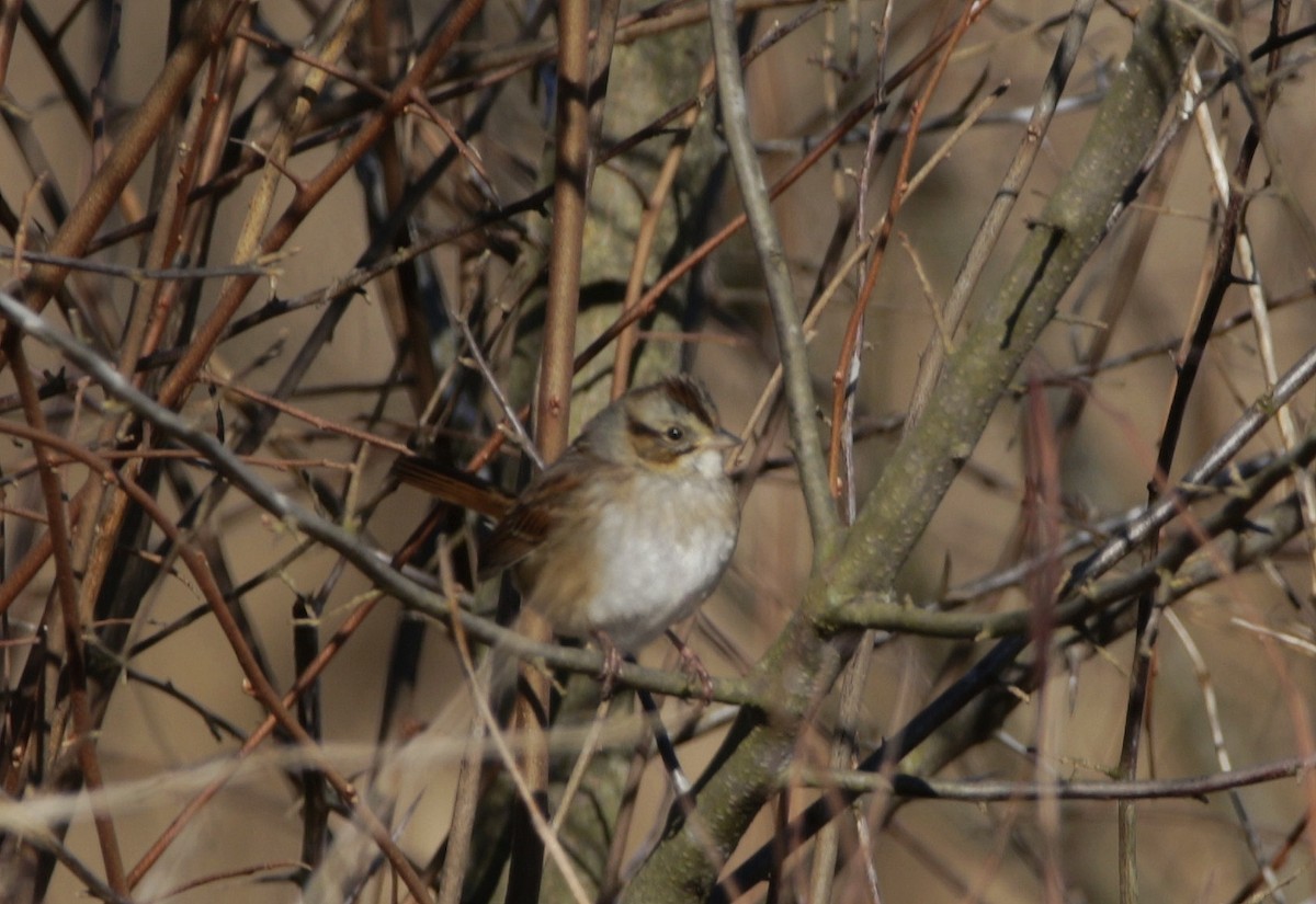 Swamp Sparrow - ML302497431