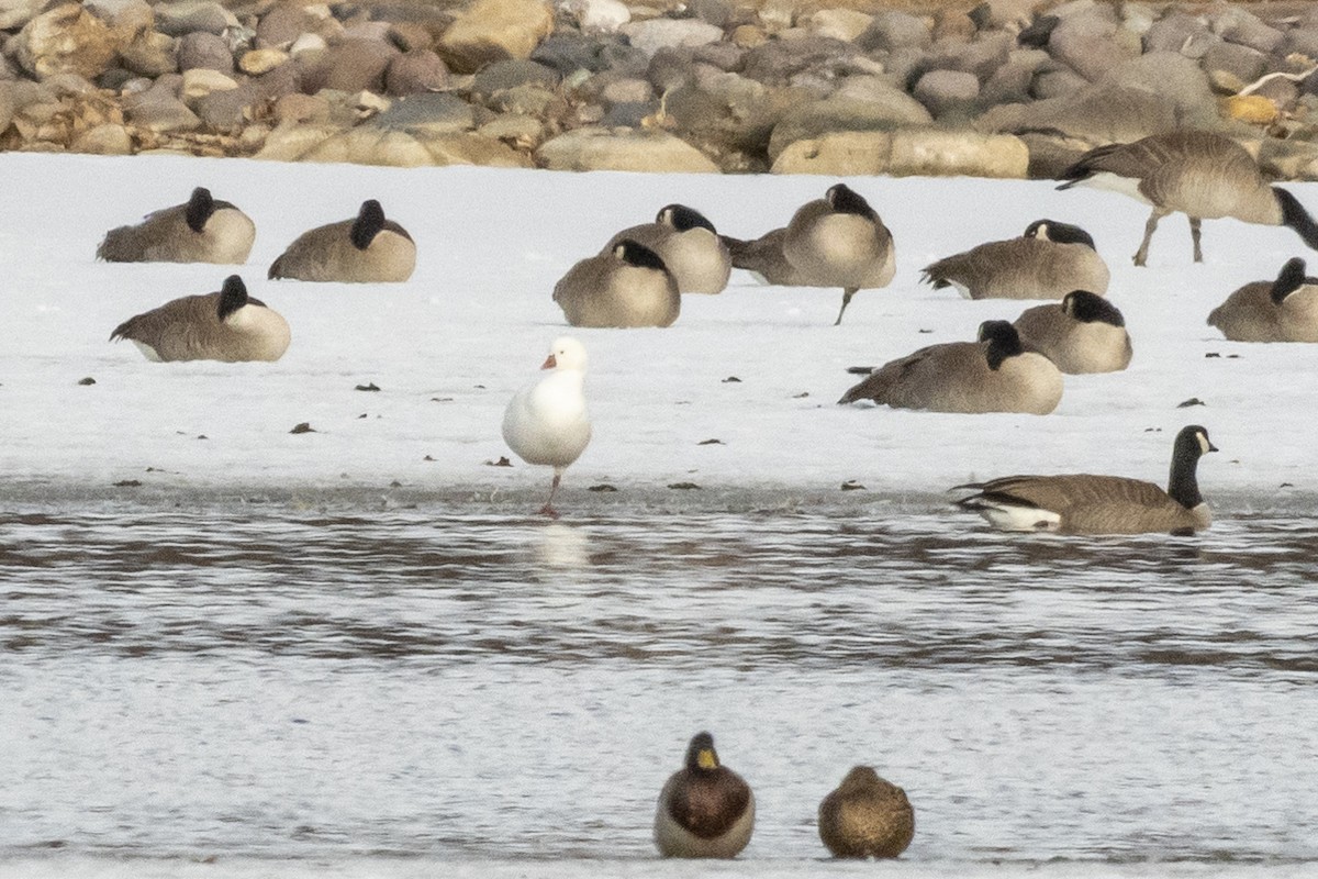 Ross's Goose - Betty Fenton