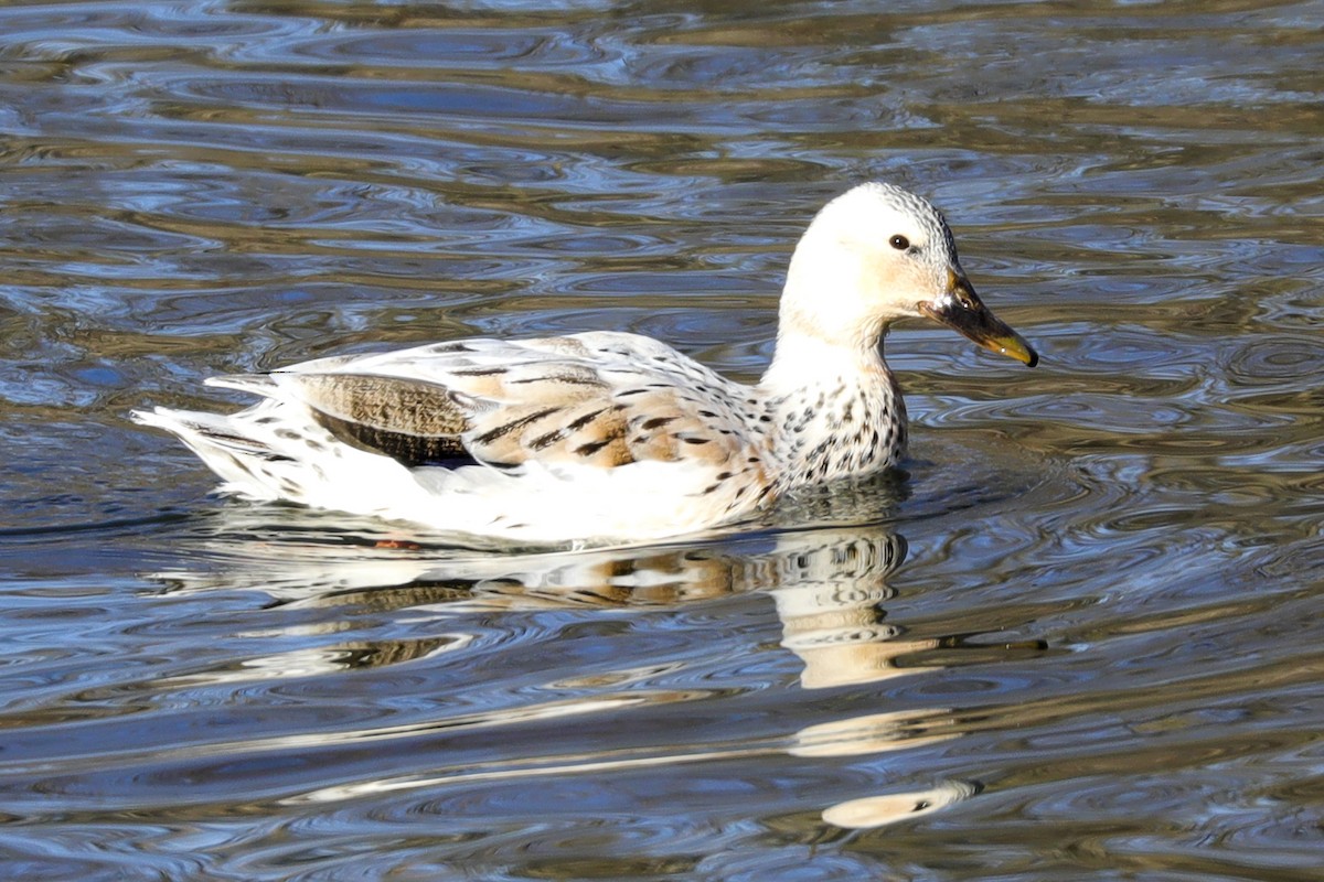 Mallard - ML302499071