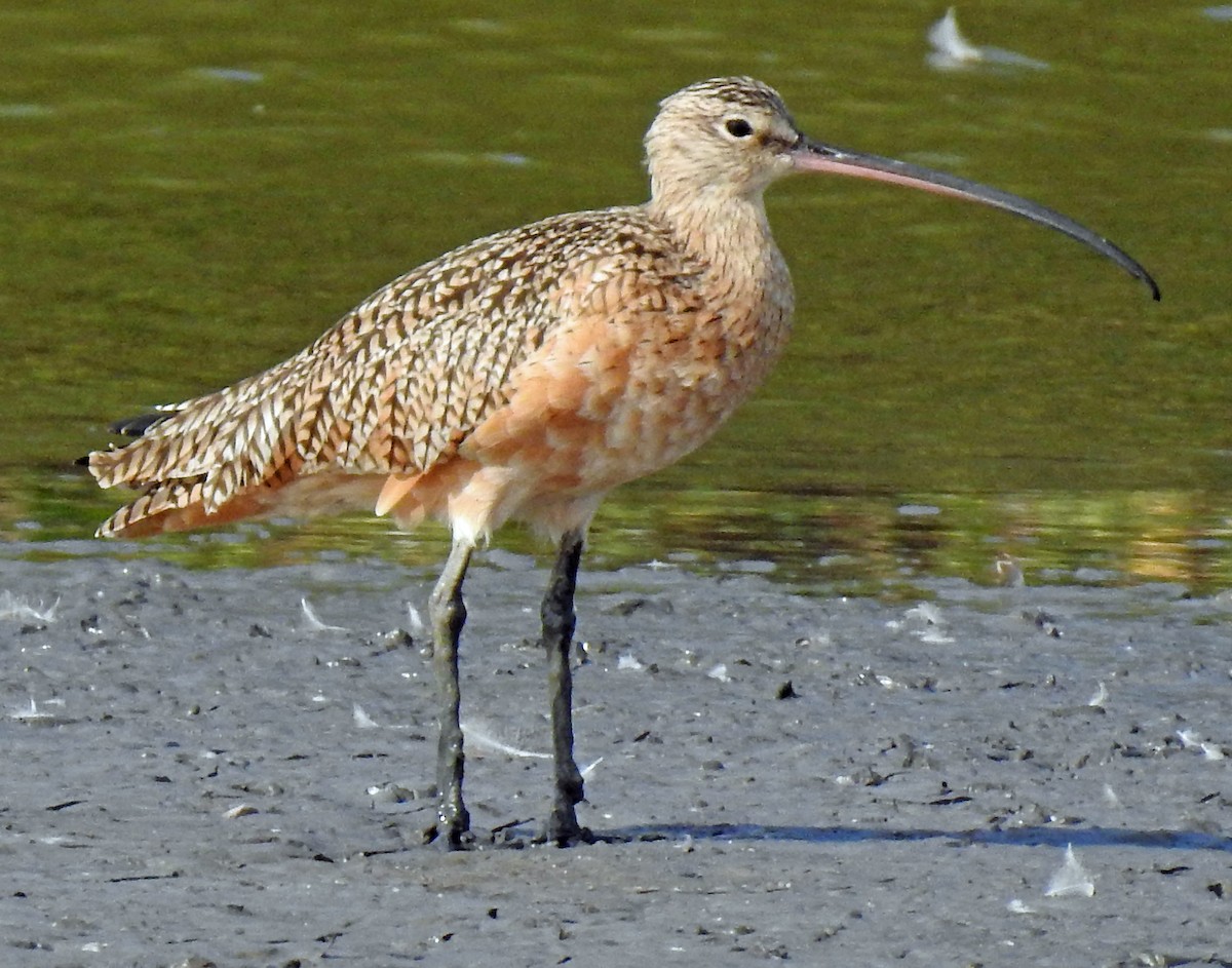 Long-billed Curlew - Danilo Moreno