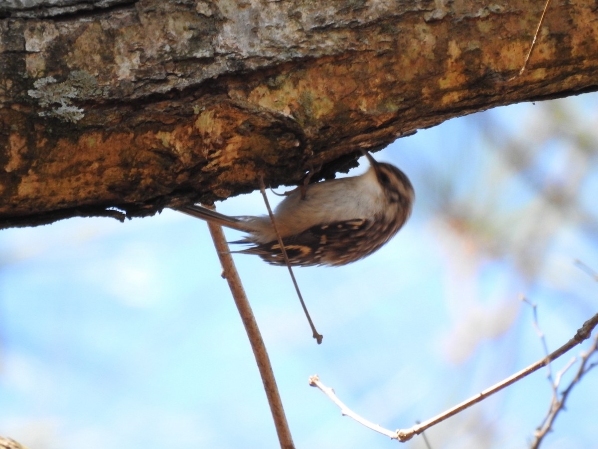 Brown Creeper - ML302499901