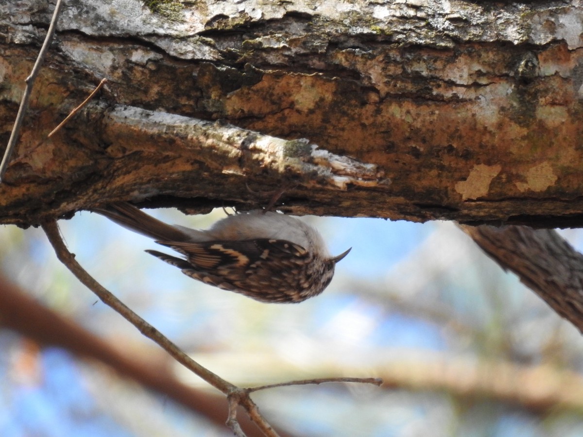 Brown Creeper - ML302499971