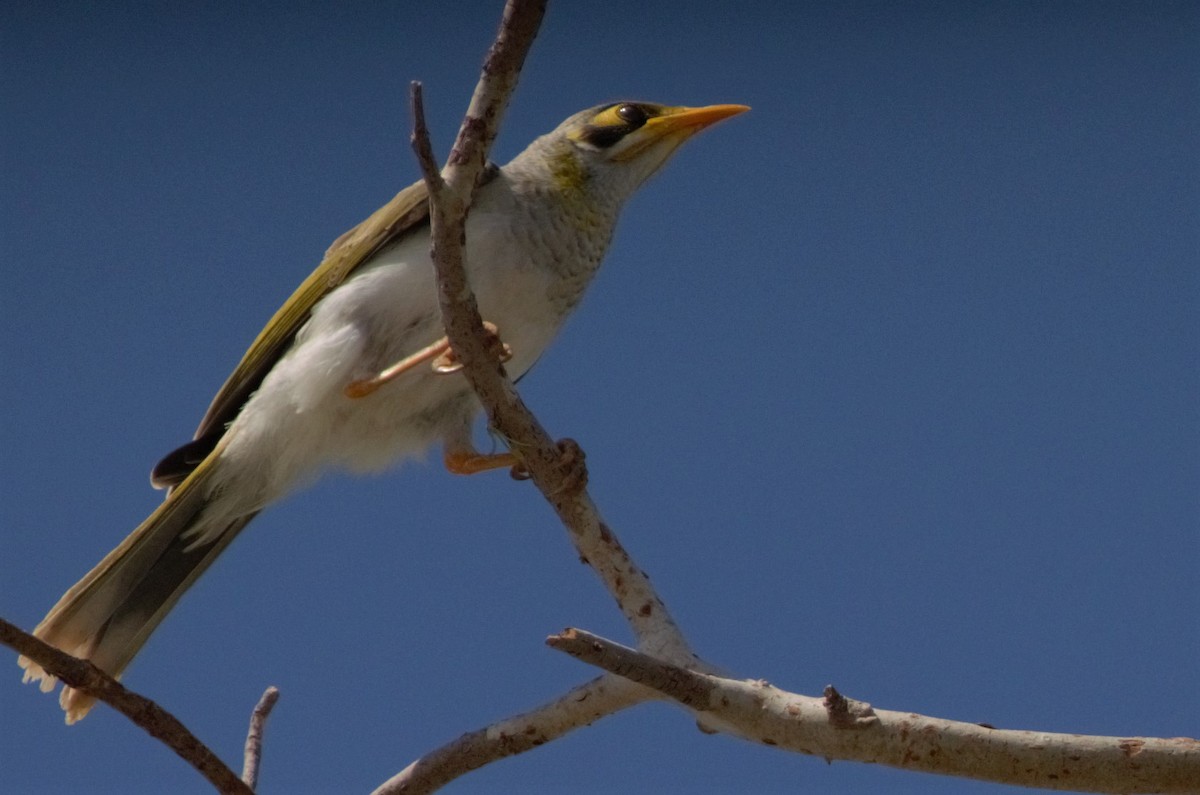 Yellow-throated Miner - Trevor Evans