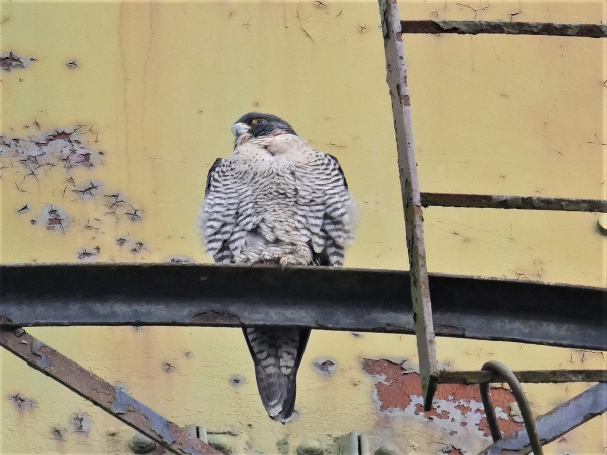 Peregrine Falcon - ML302504511