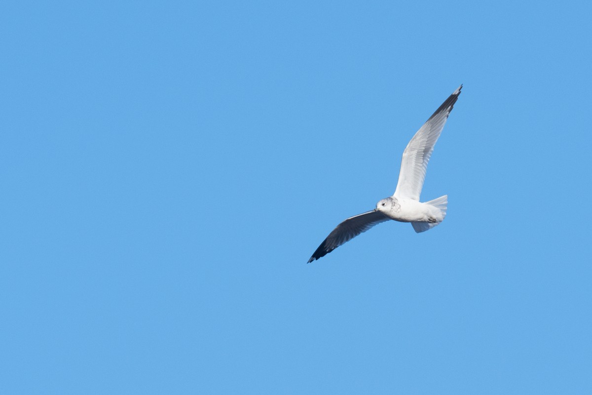 racek bouřní (ssp. canus) - ML302504671