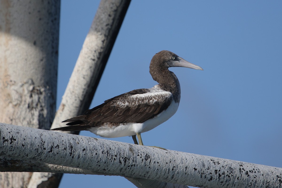Masked Booby - Dan O'Malley