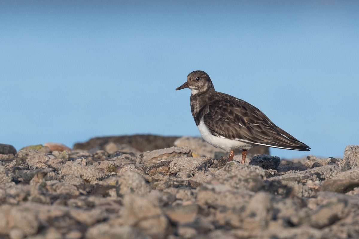 Ruddy Turnstone - Ben  Lucking