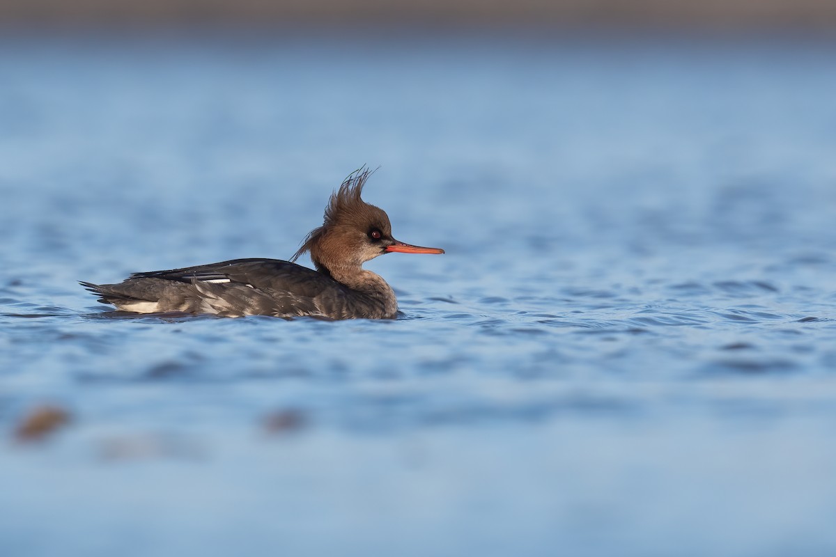 Red-breasted Merganser - ML302505201