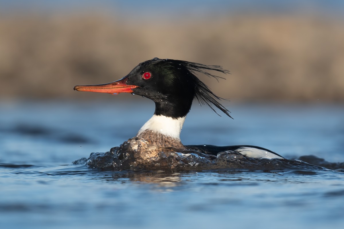 Red-breasted Merganser - ML302505251