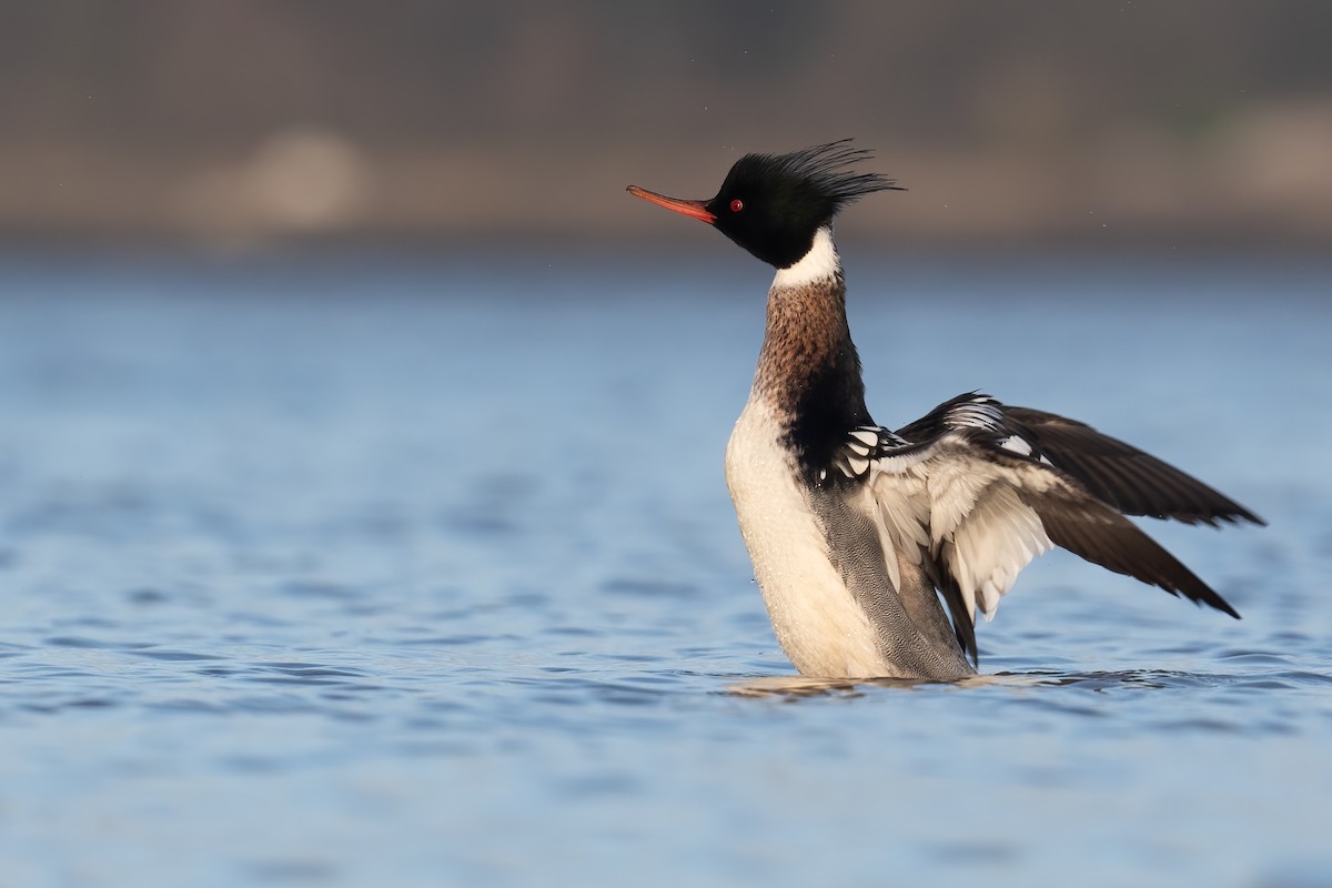 Red-breasted Merganser - ML302505291