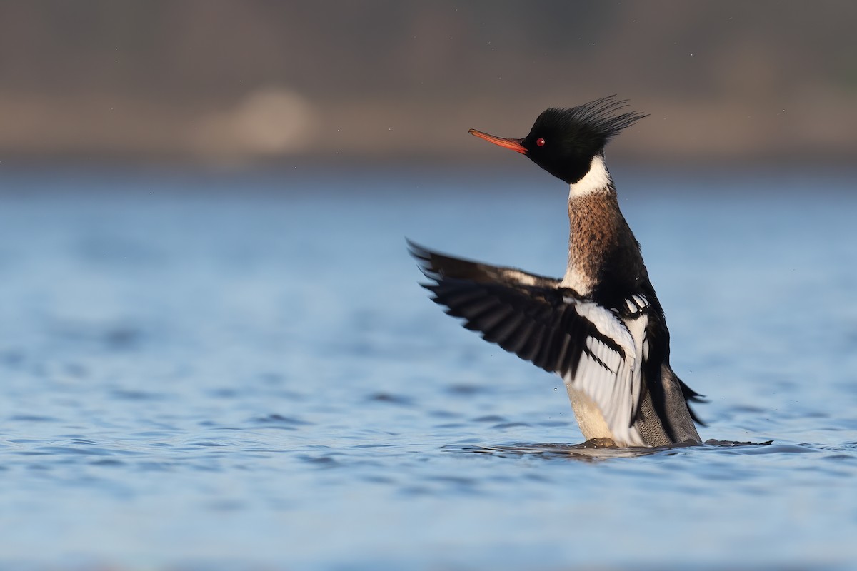 Red-breasted Merganser - ML302505361