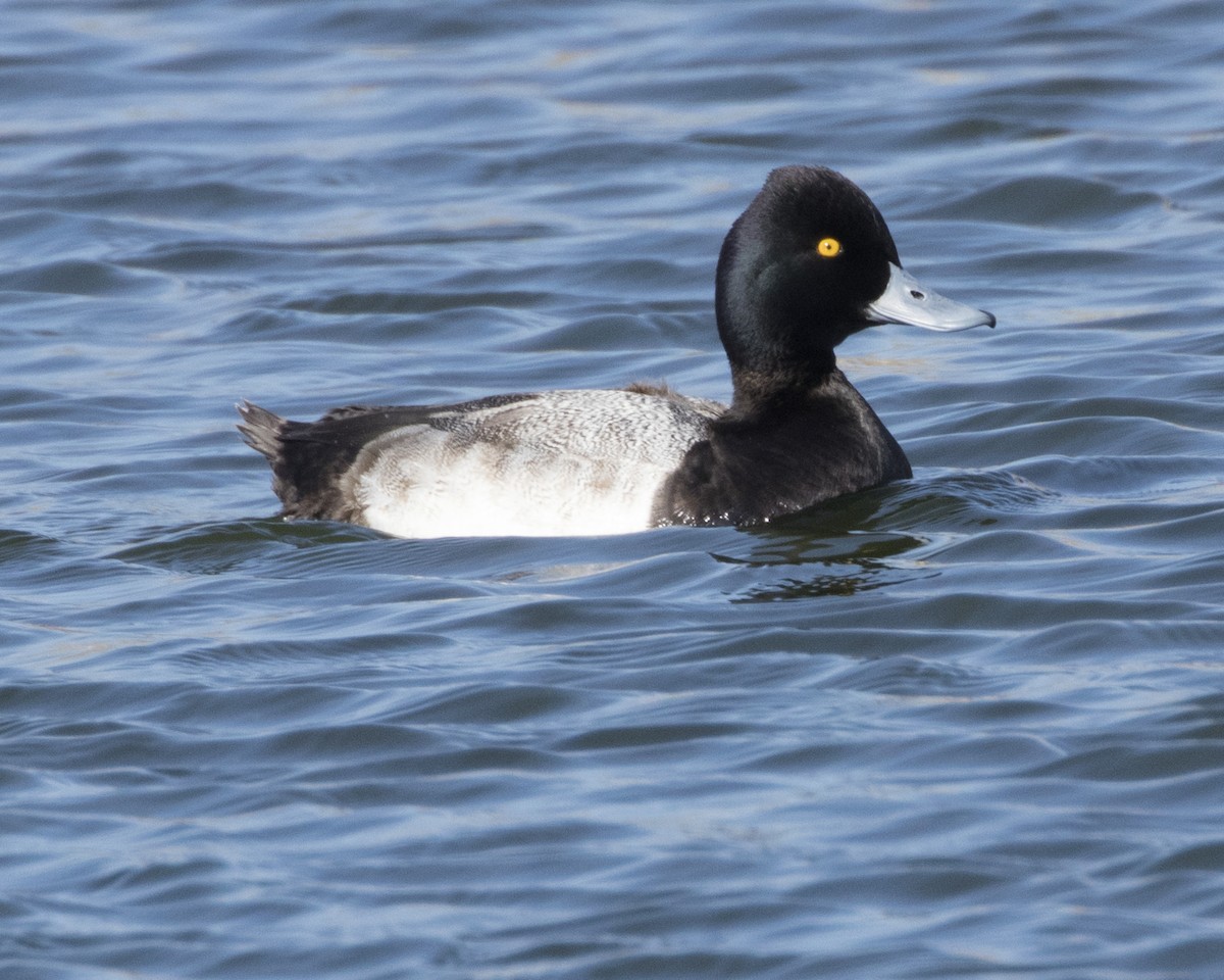 Lesser Scaup - ML302505751