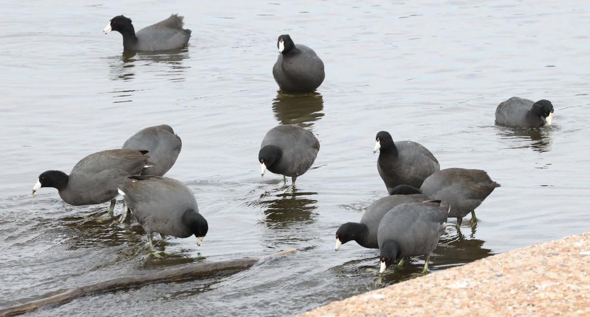 American Coot - Greg  Minnery