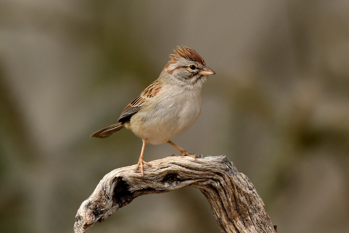 Rufous-winged Sparrow - Tony Battiste