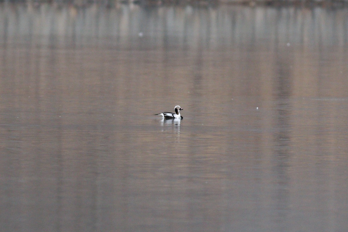 Long-tailed Duck - ML302507391