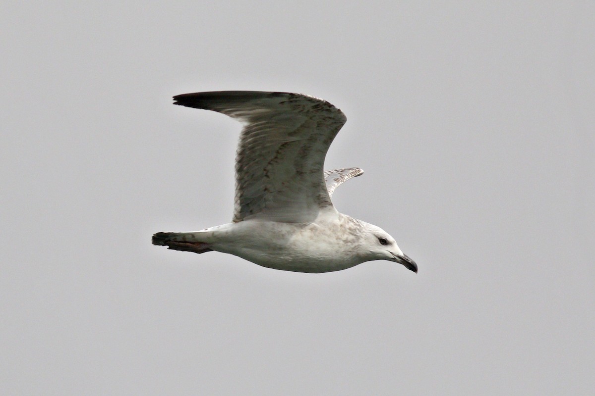 Herring Gull - 白尾 海雕