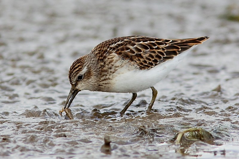 pygmésnipe - ML302508231