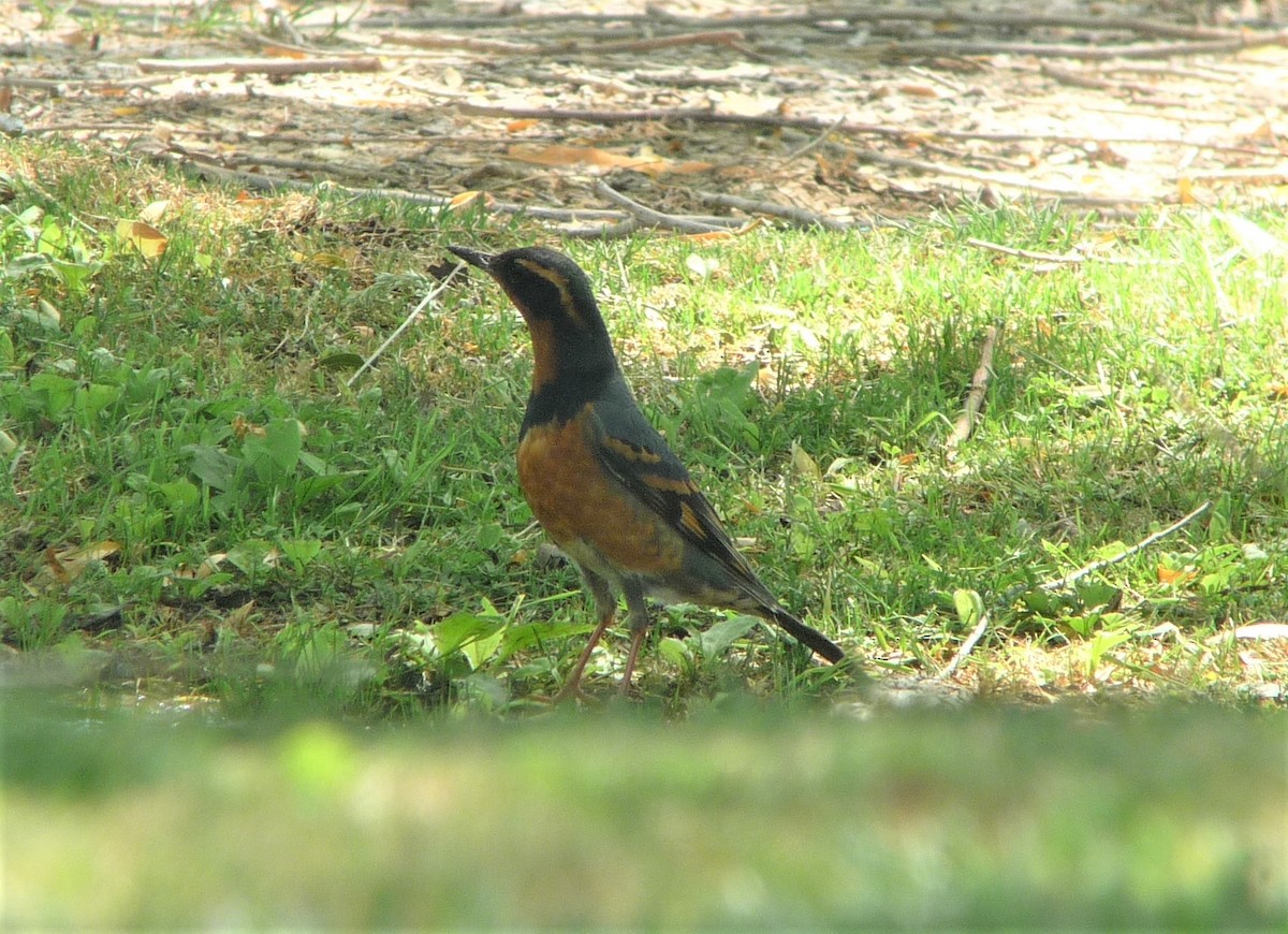 Varied Thrush - Cin-Ty Lee