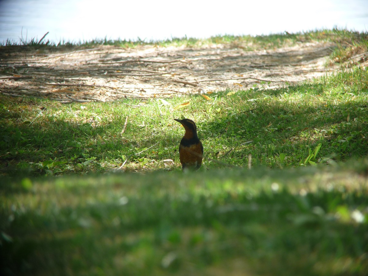 Varied Thrush - Cin-Ty Lee