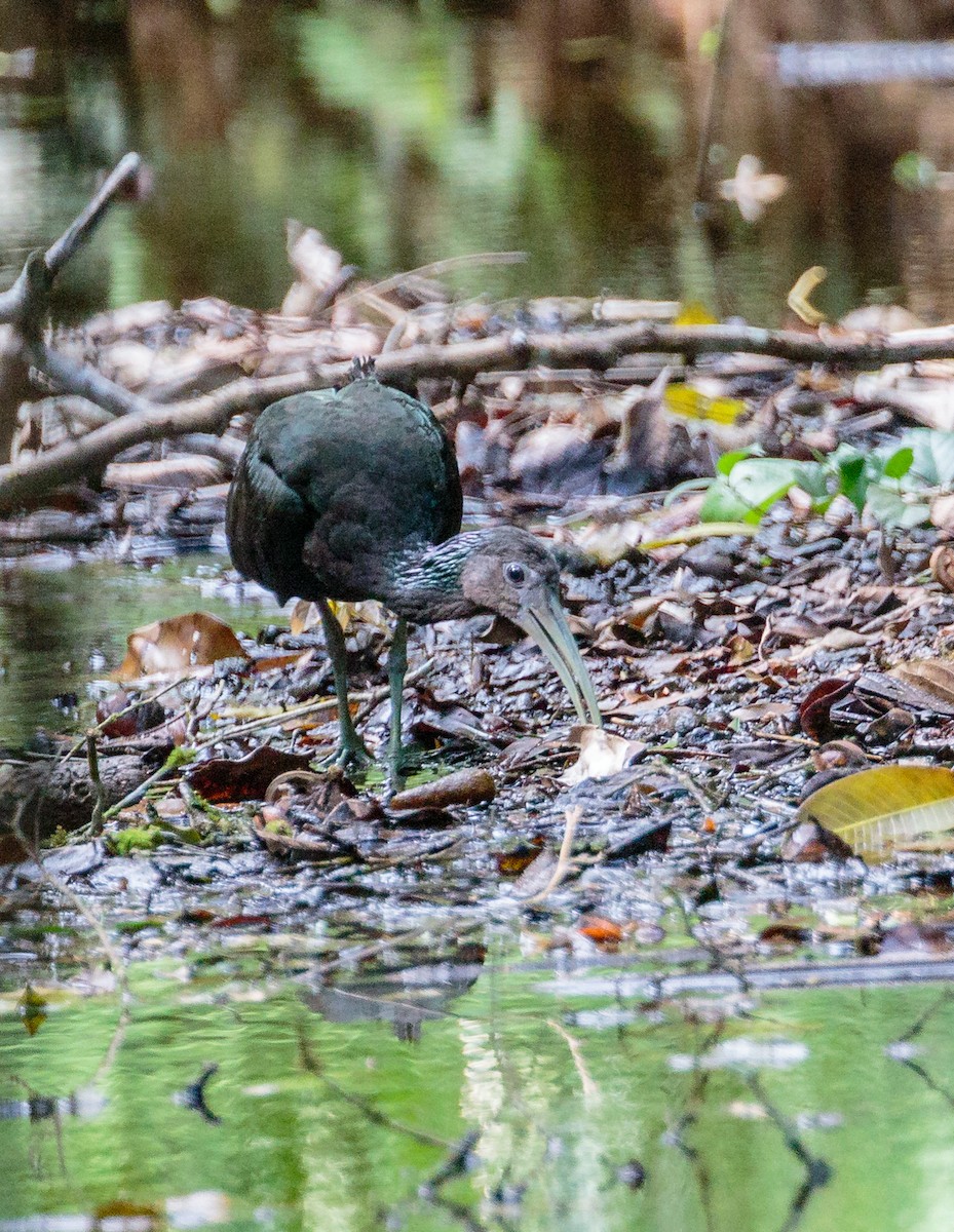 Green Ibis - ML302510101