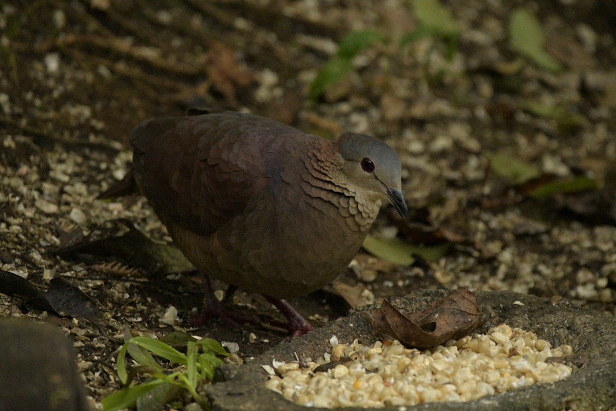 White-faced Quail-Dove - ML302513511