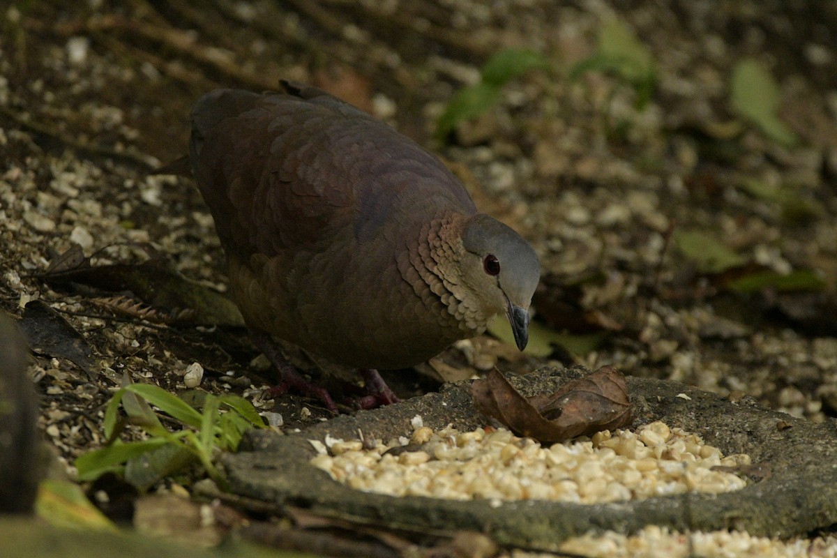 White-faced Quail-Dove - ML302513521