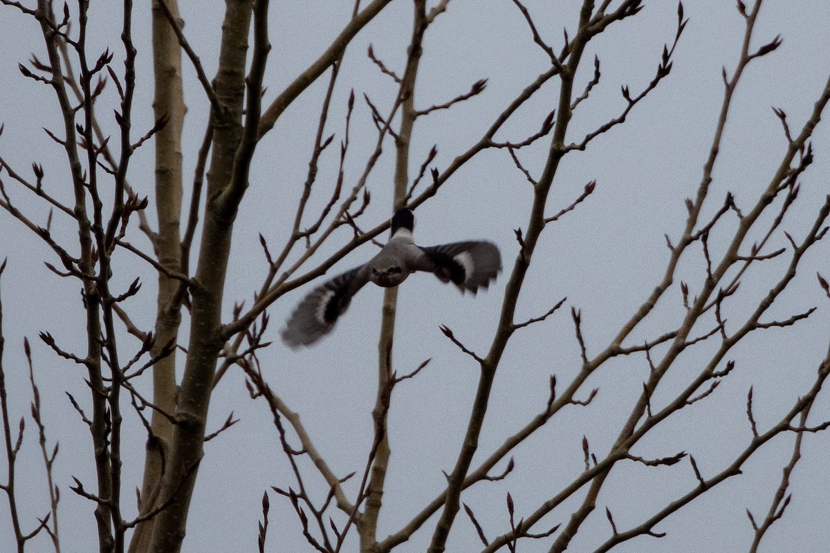 Northern Shrike - Julie Scotland