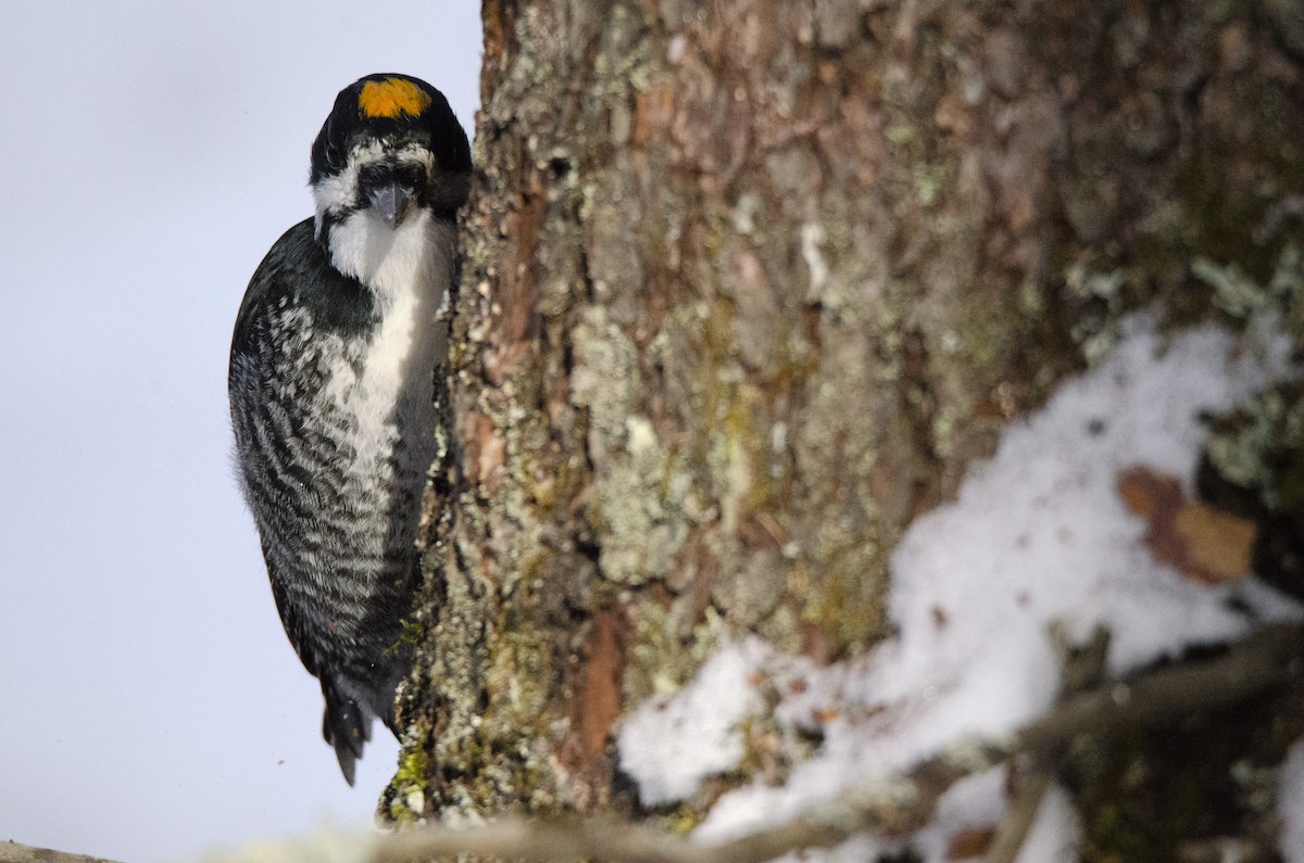 Black-backed Woodpecker - ML302514911