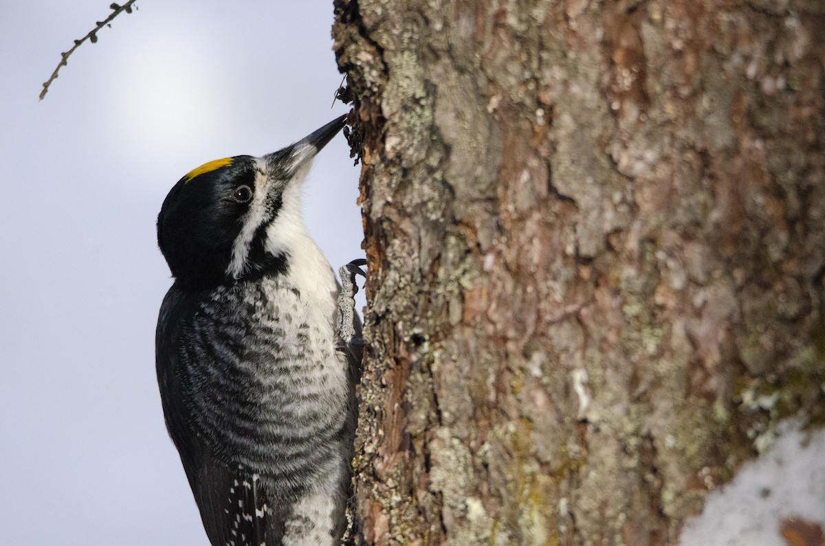 Black-backed Woodpecker - ML302514921