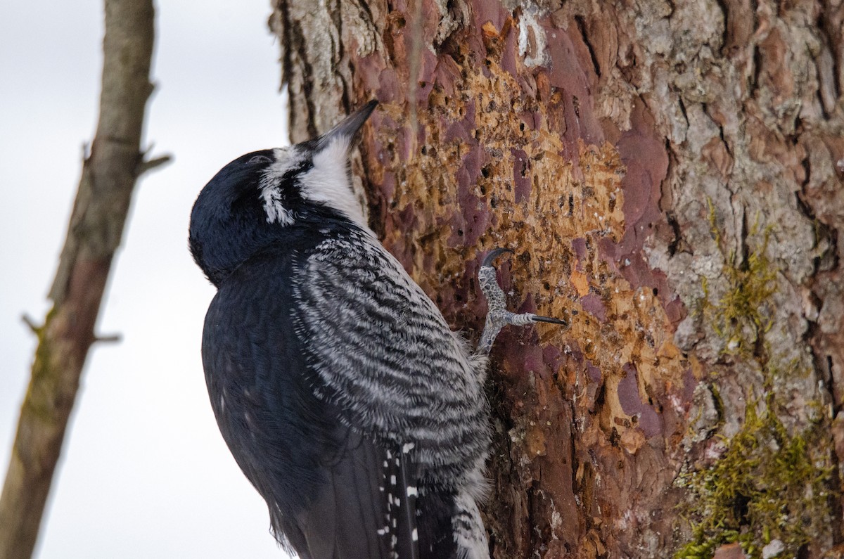 Black-backed Woodpecker - ML302514931