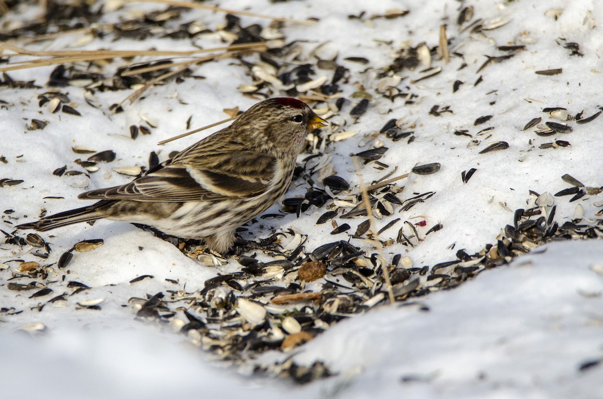 Redpoll (Common) - ML302515961