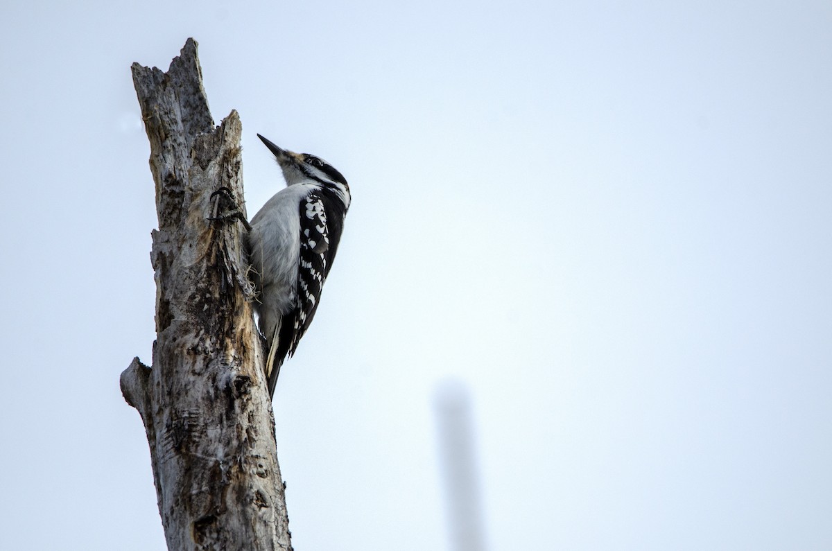 Hairy Woodpecker - ML302515981