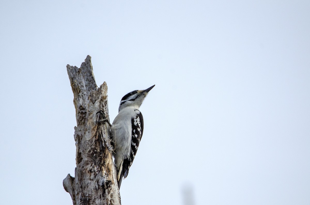 Hairy Woodpecker - ML302516021
