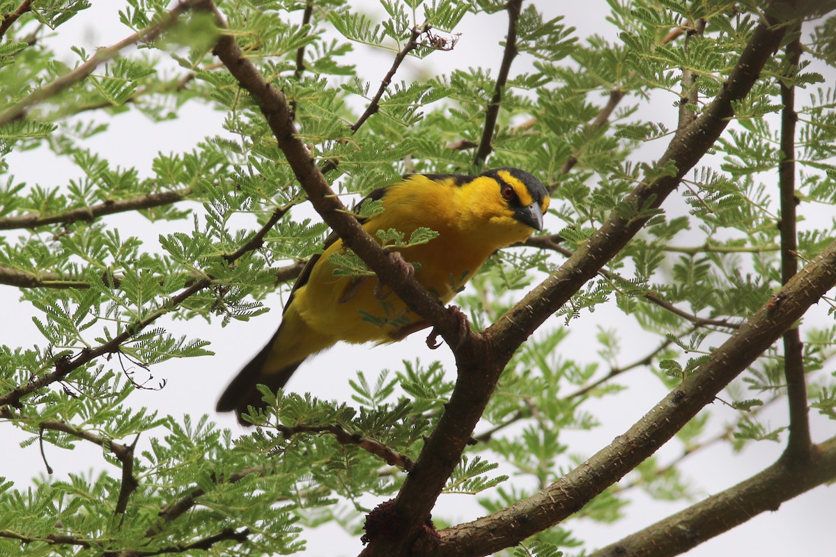 Black-necked Weaver - ML302516411