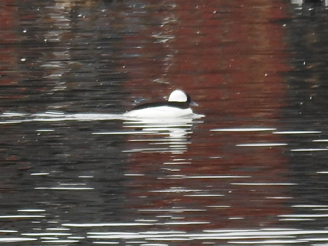 Bufflehead - ML302516521