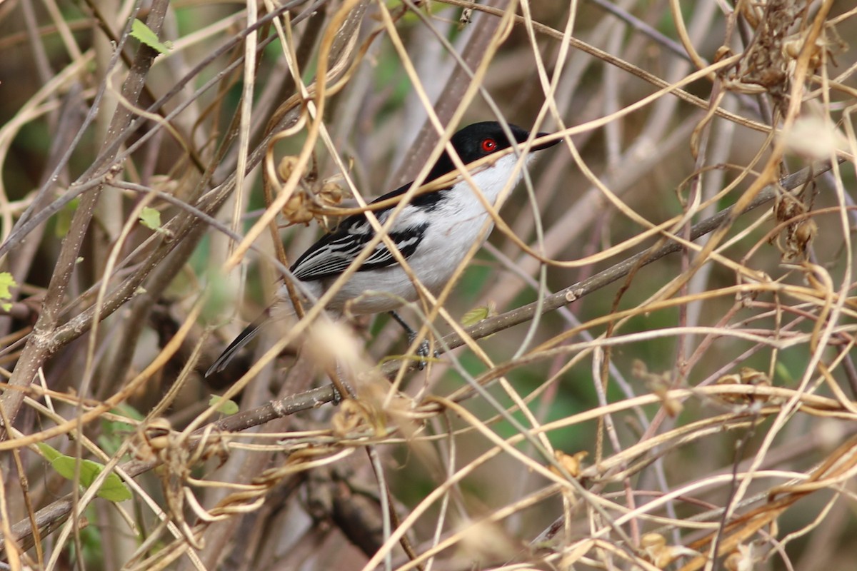 Black-backed Puffback - ML302516691