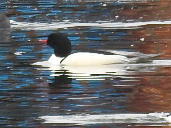 Common Merganser - Erik Bergman