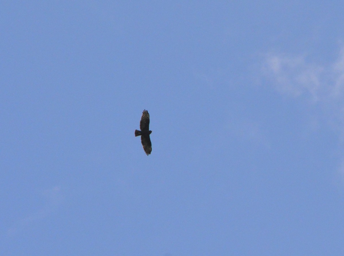 Zone-tailed Hawk - Ellison Orcutt