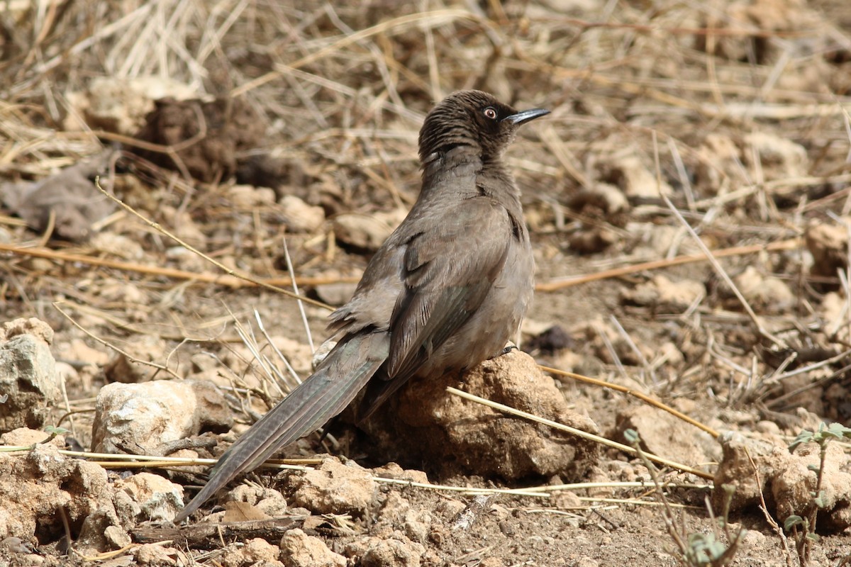 Ashy Starling - ML302518011