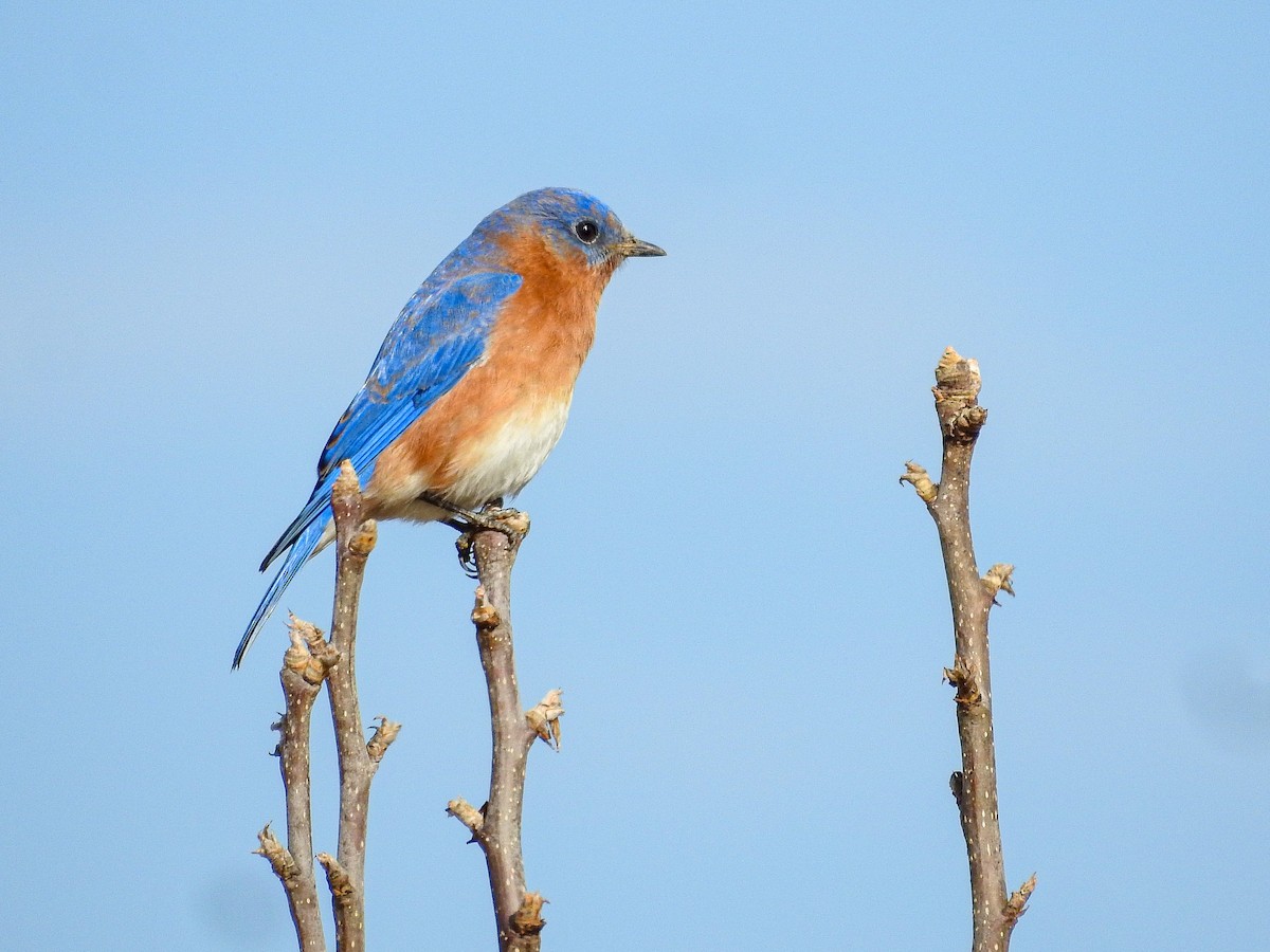 Eastern Bluebird - Tammy Bright