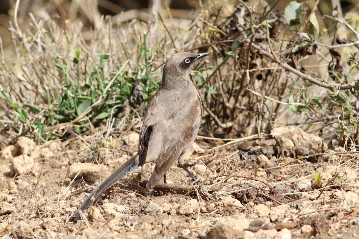 Ashy Starling - ML302518201