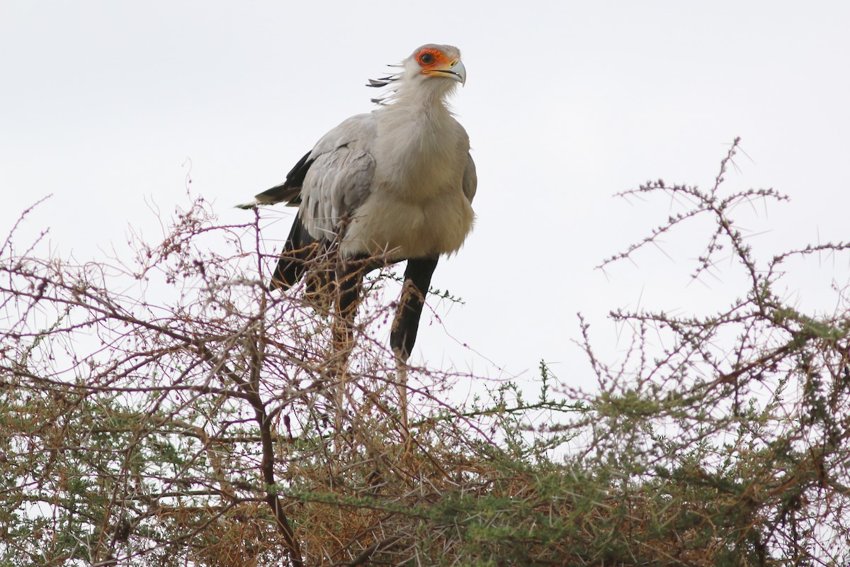 Secretarybird - ML302519491