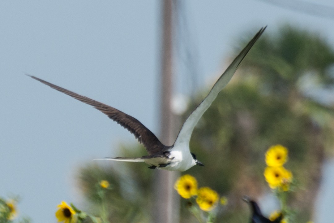 Sooty Tern - ML30252171